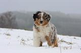 BERGER AUSTRALIEN PUPPIES 425